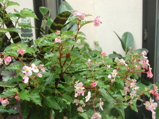 B. ‘Chibaensis’